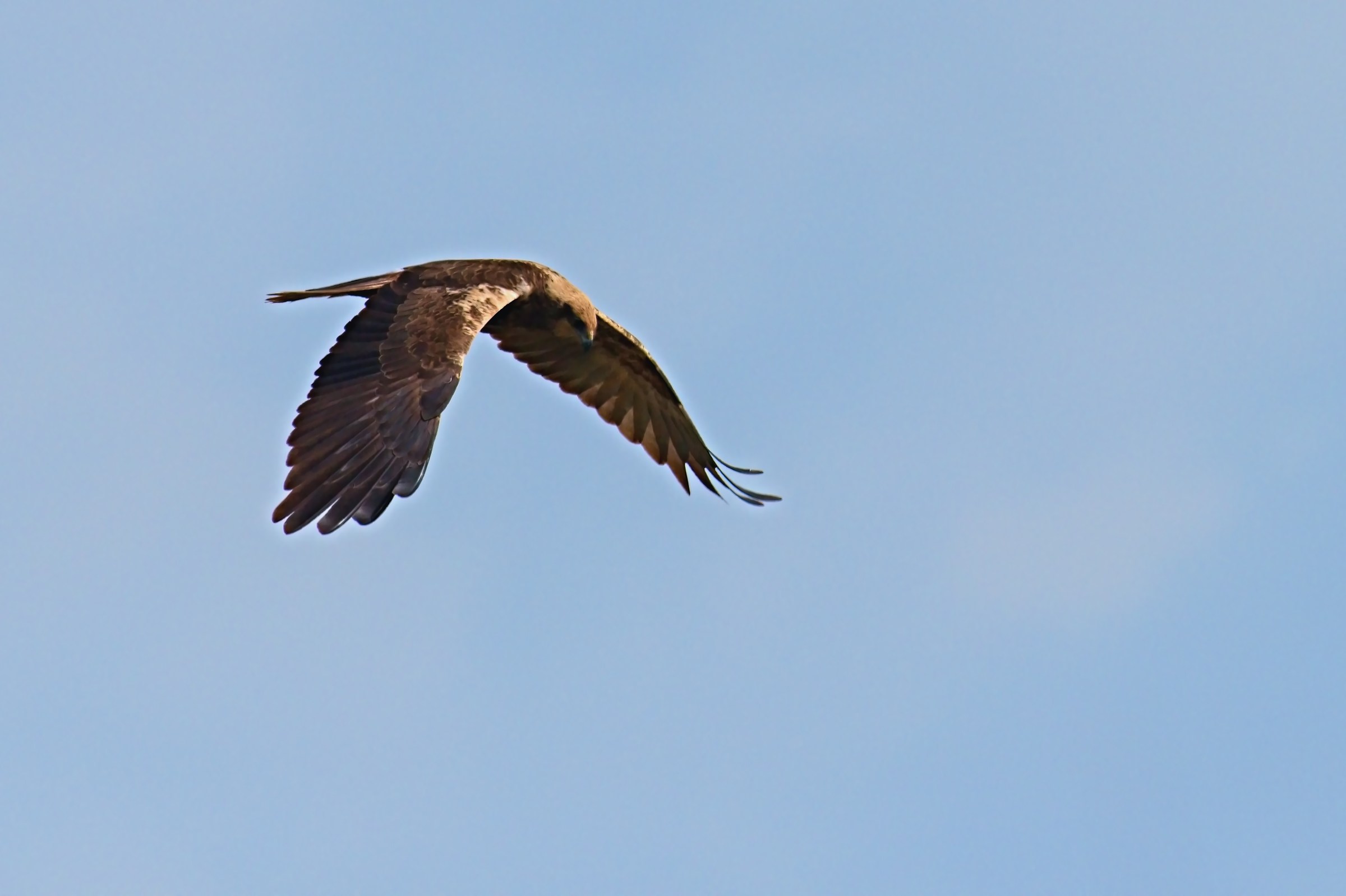 Marsh harrier