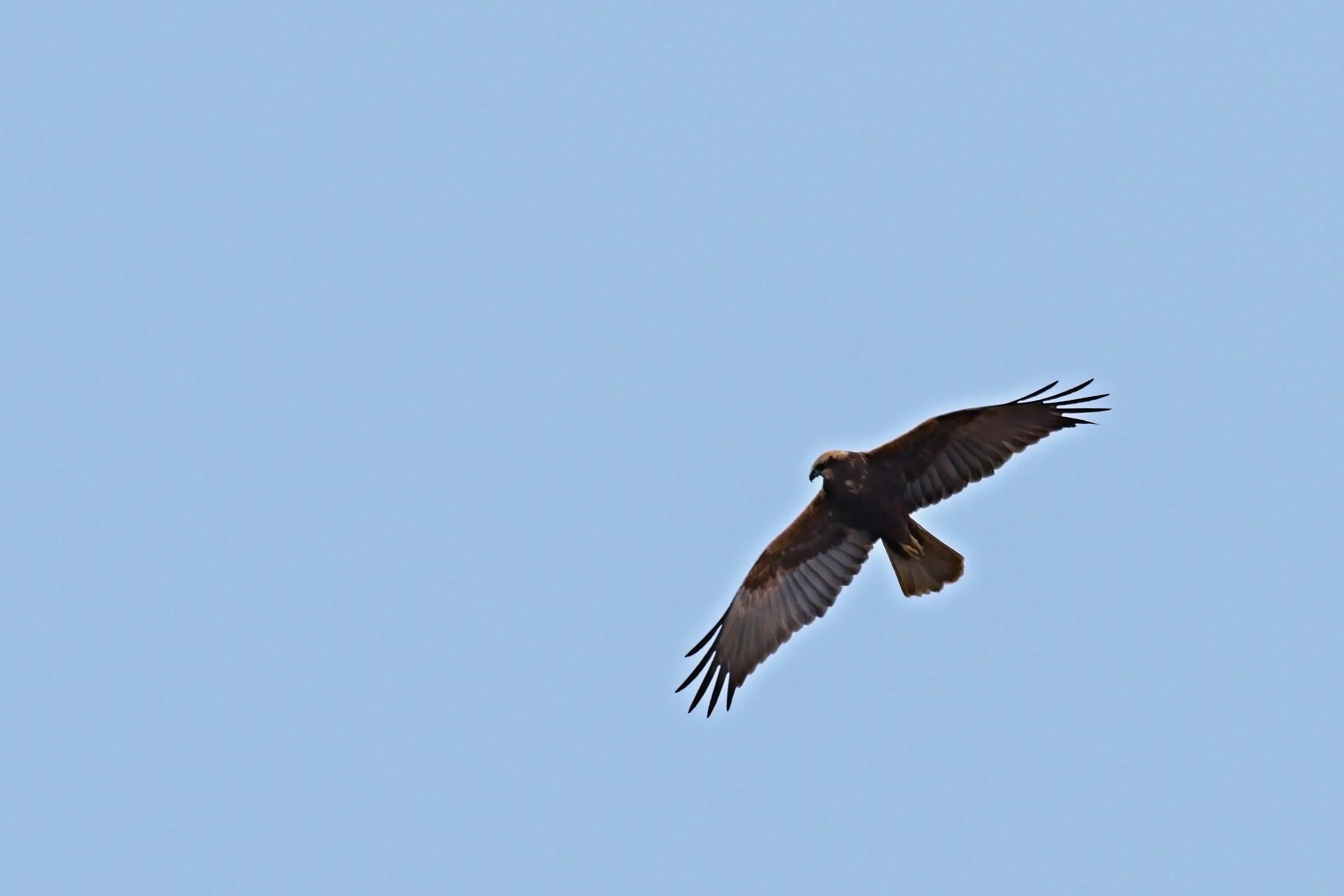 Marsh harrier