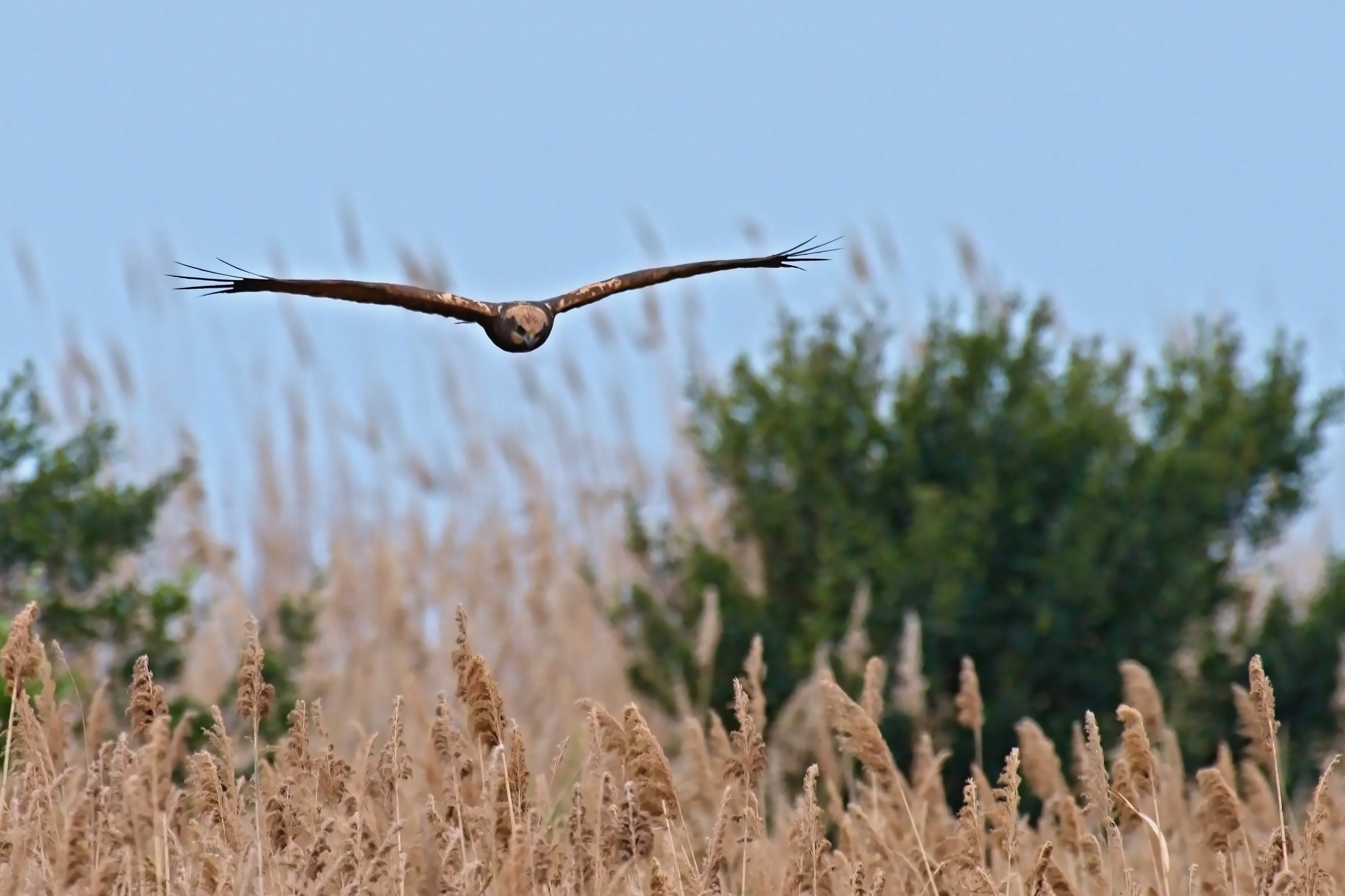Marsh harrier