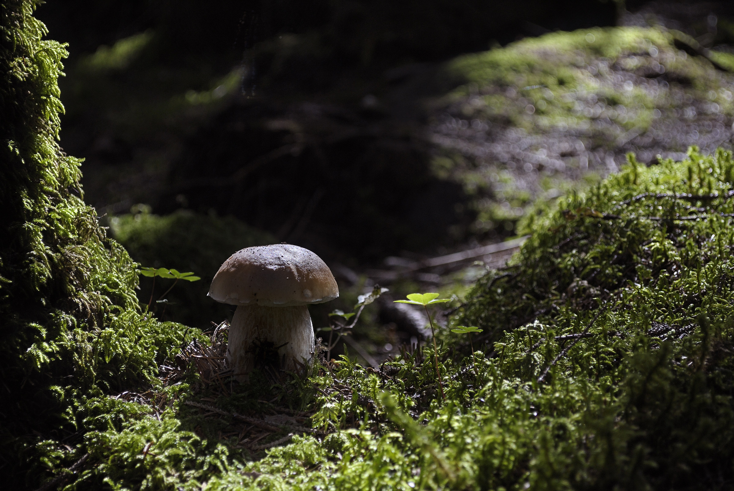 In the quiet of the woods