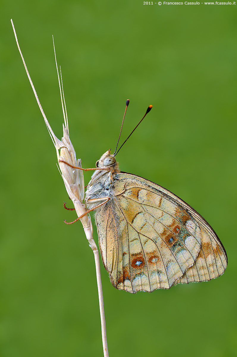 Argynnis adippe
