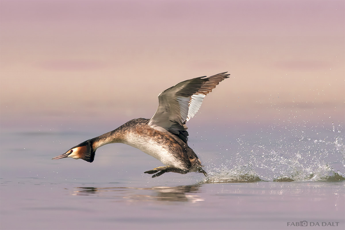 Great Crested Grebe