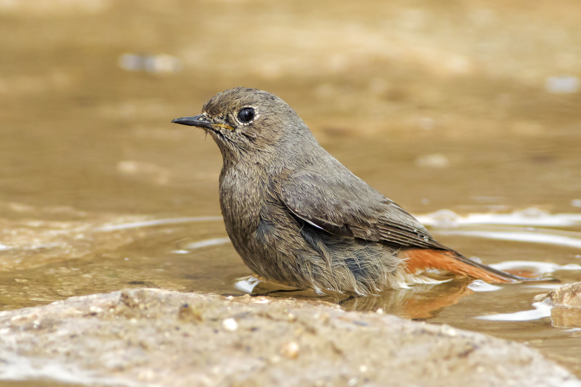 Redstart to the bathroom