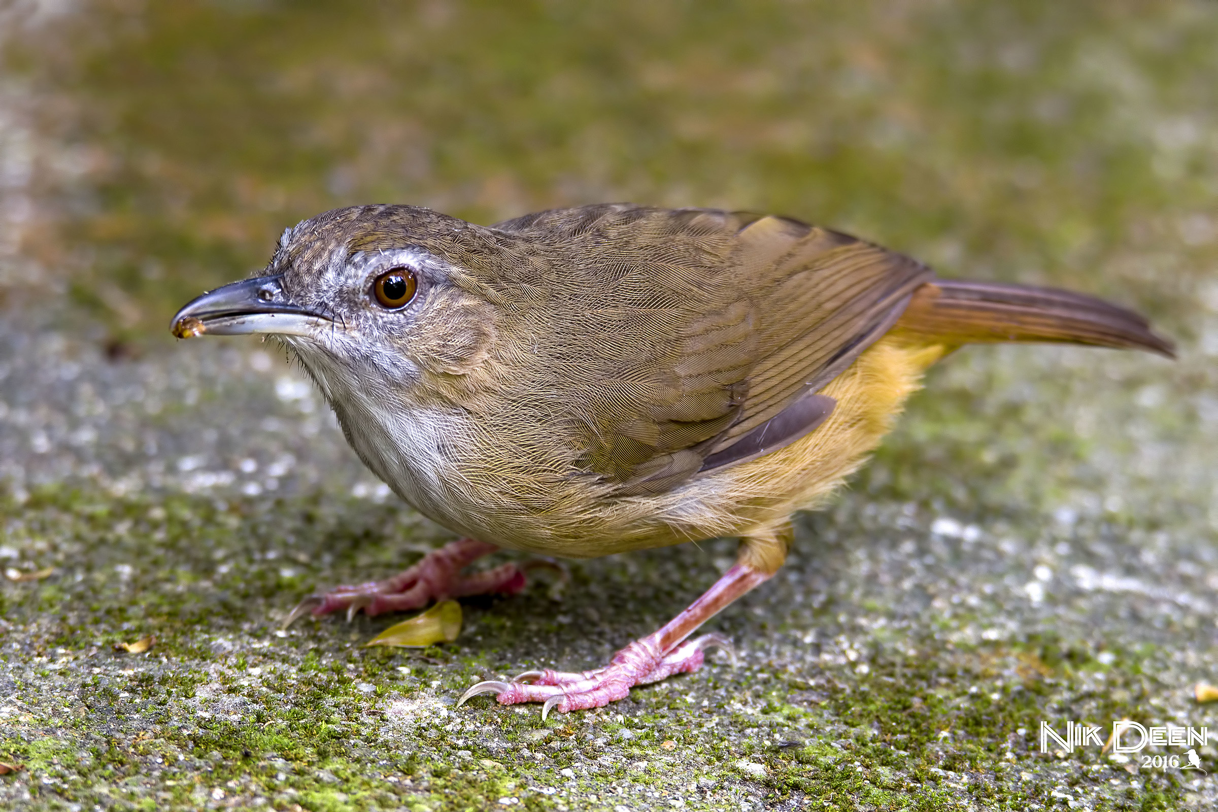 Babbler