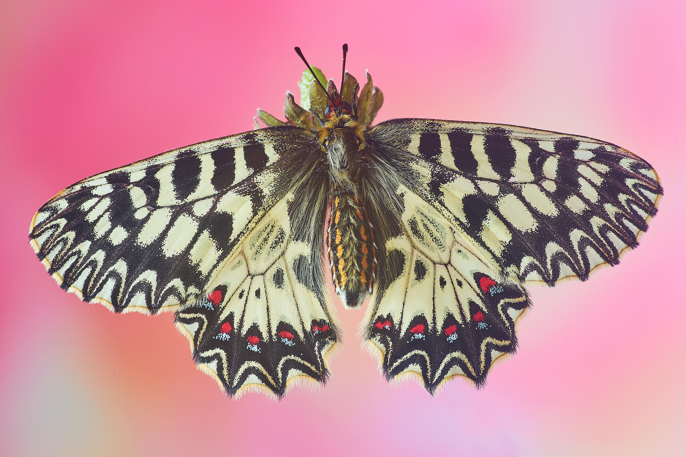 Zerynthia polixena ad ali aperte