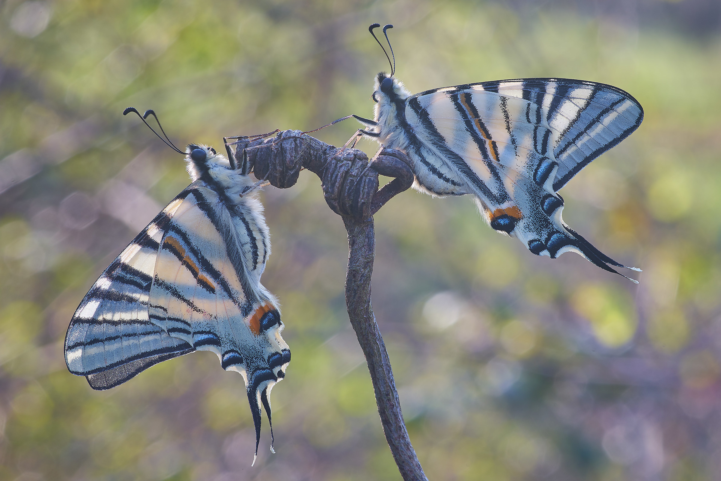 Coppia di Iphiclides podalirius in controluce