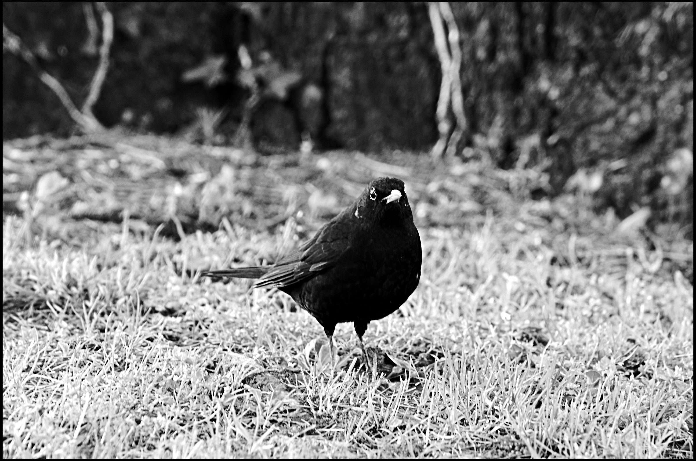 I wanted to be a crow