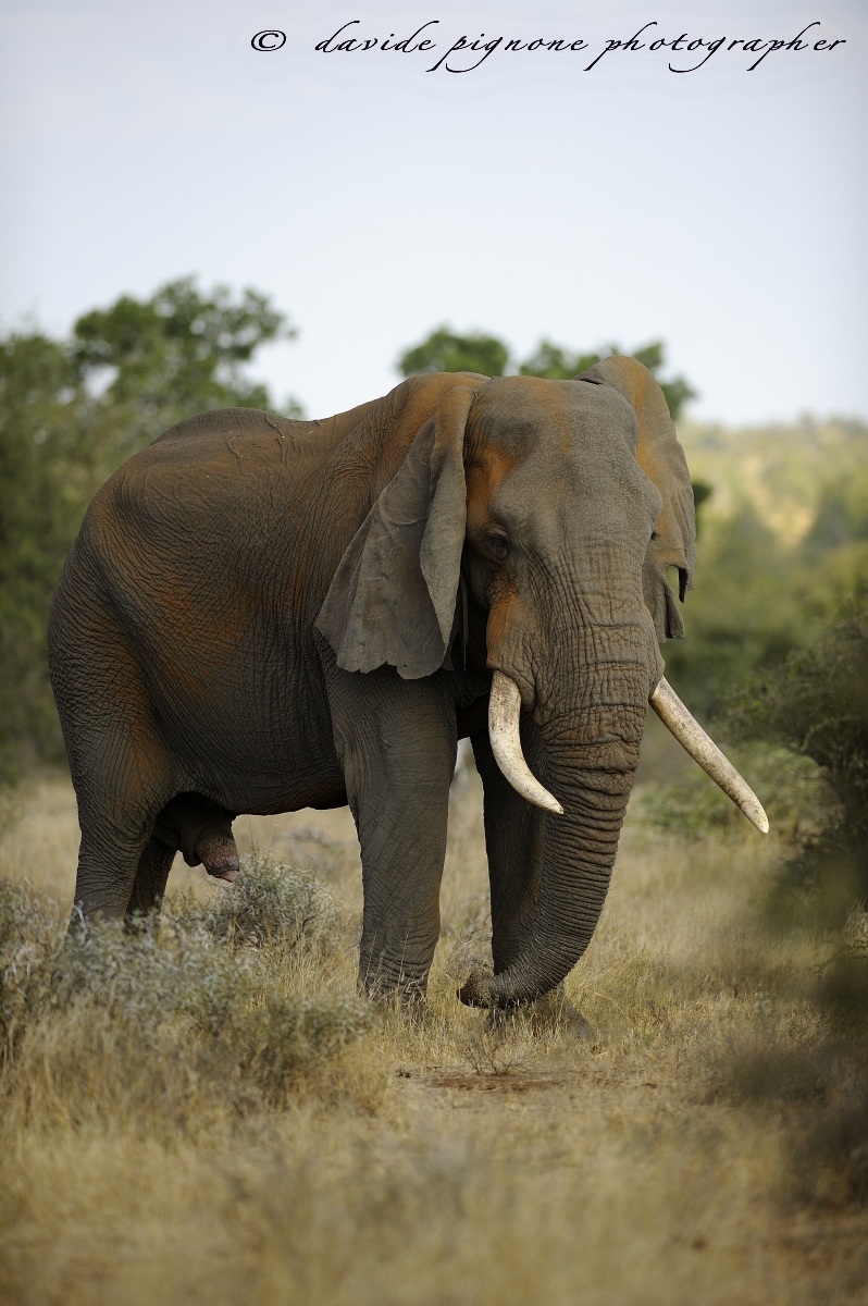 elefante africano