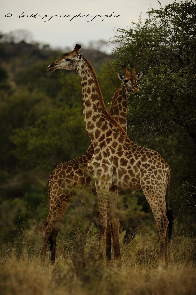 giraffe