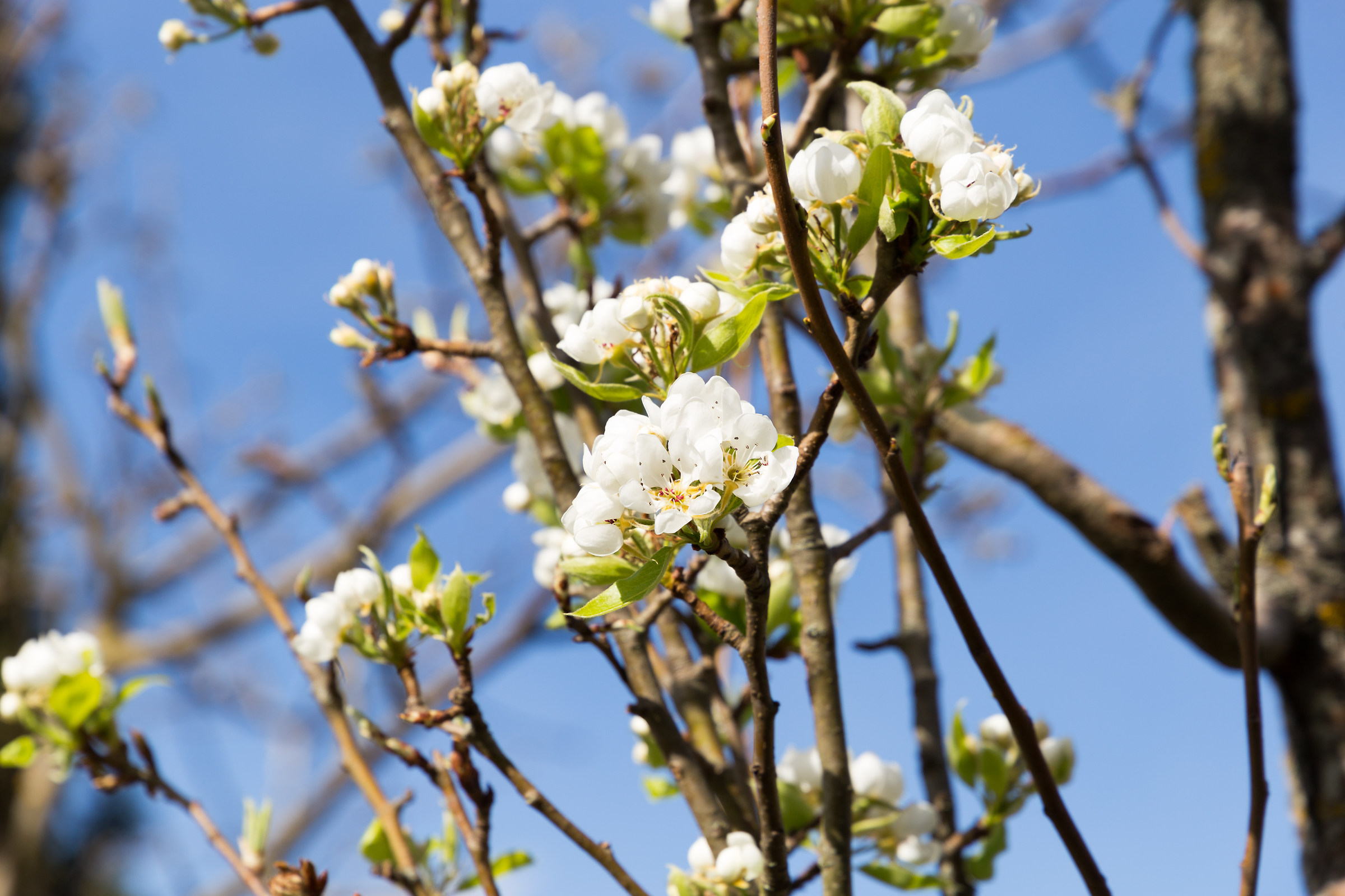 Pear in bloom