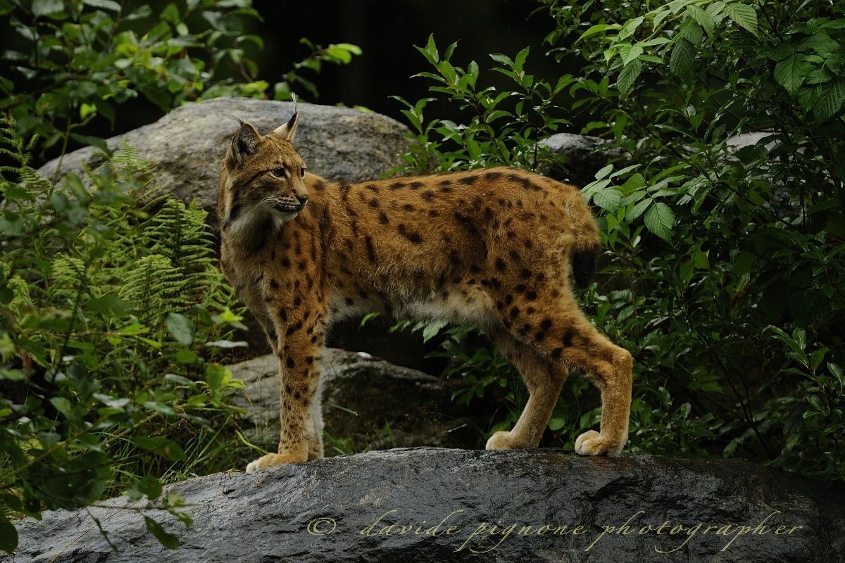 lince europea