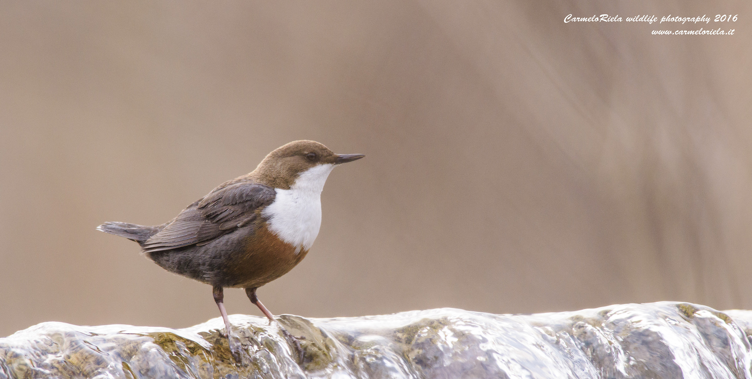 dipper.
