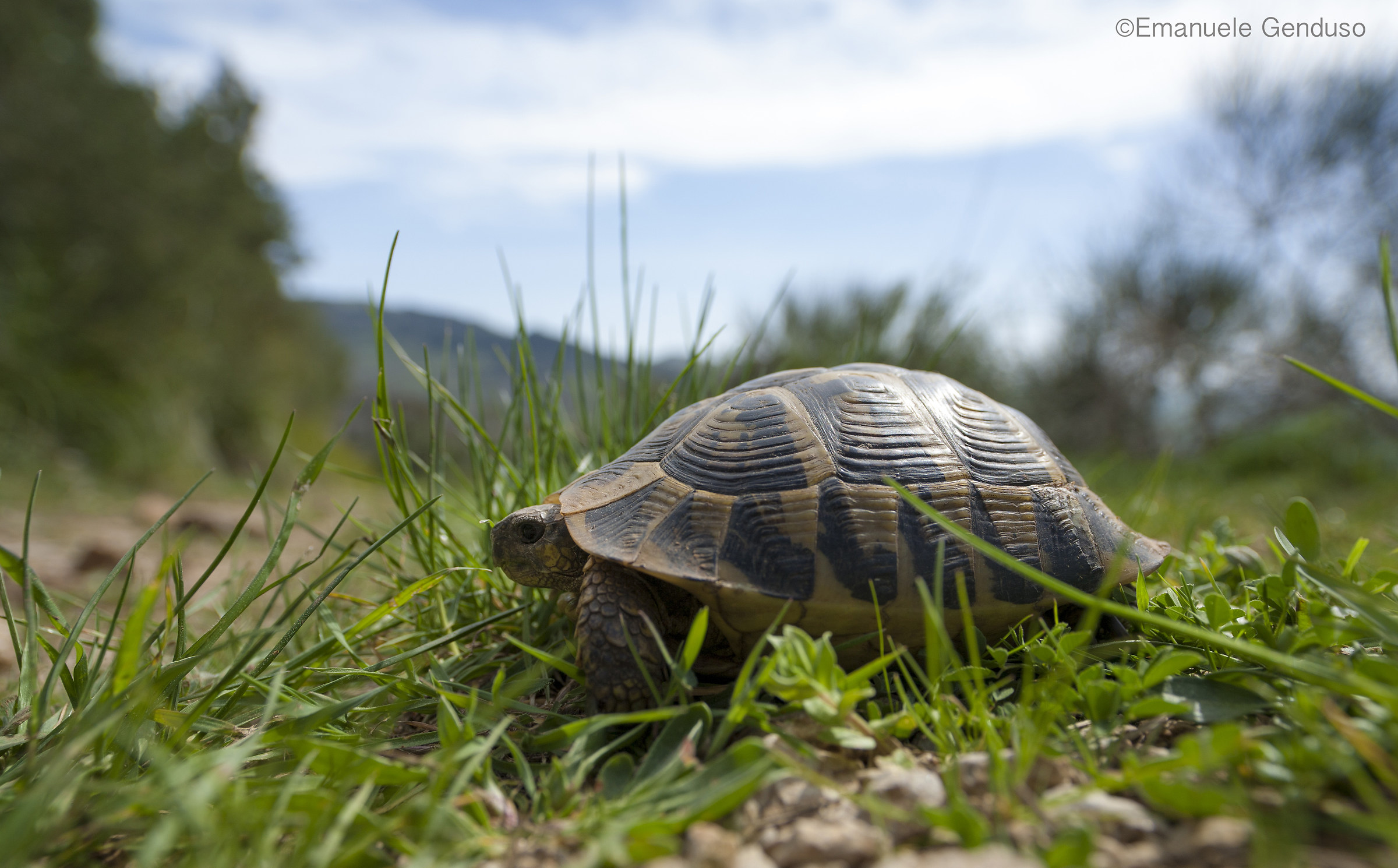 Testudo hermanni