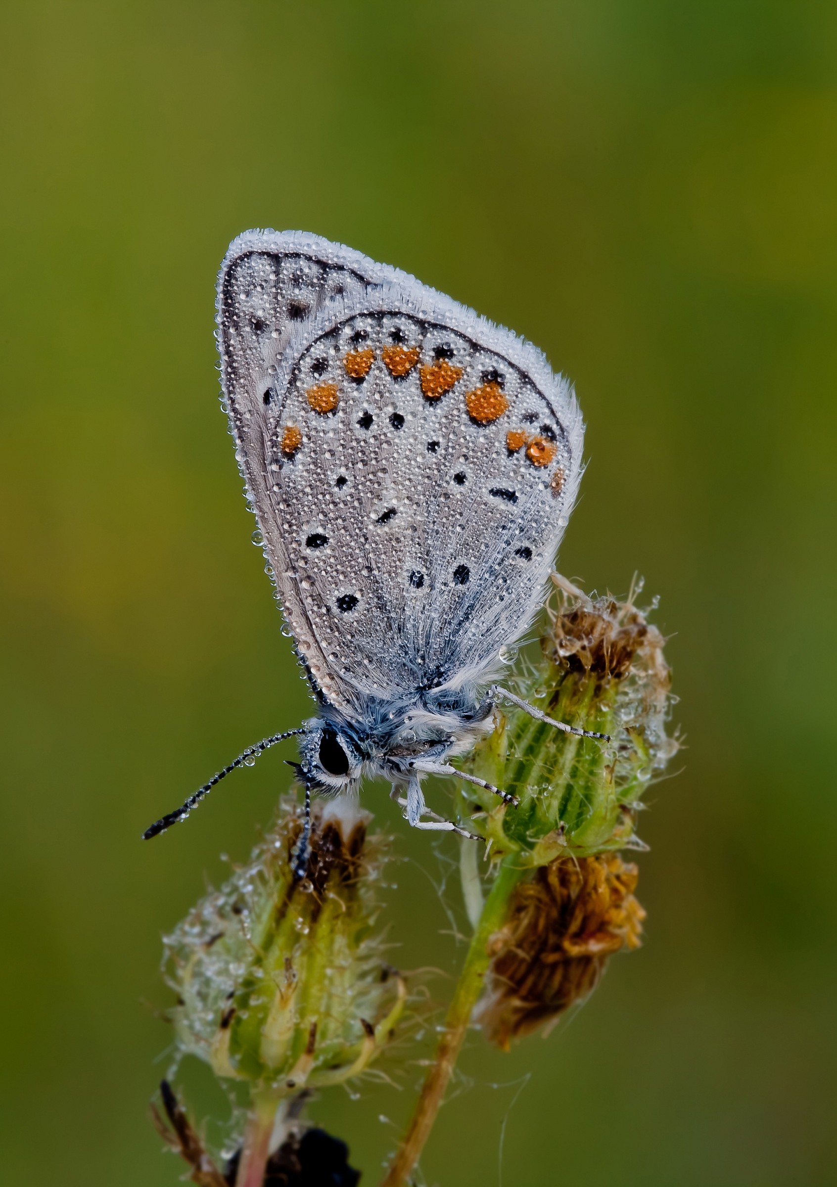 Icarus Blue, Polyommatus icarus