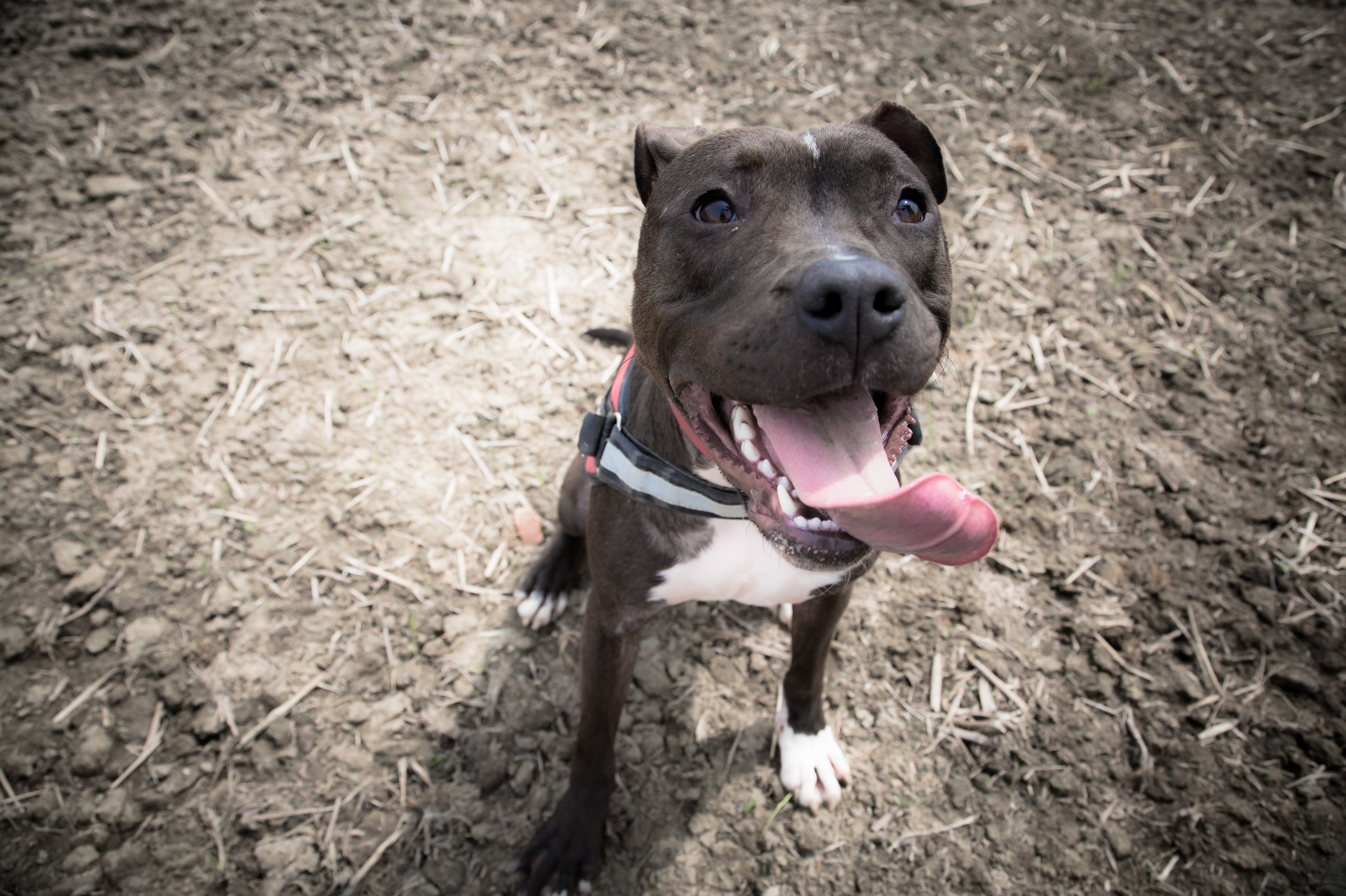 lancia dai..lancia la palla.. dai.. dai.. dai...