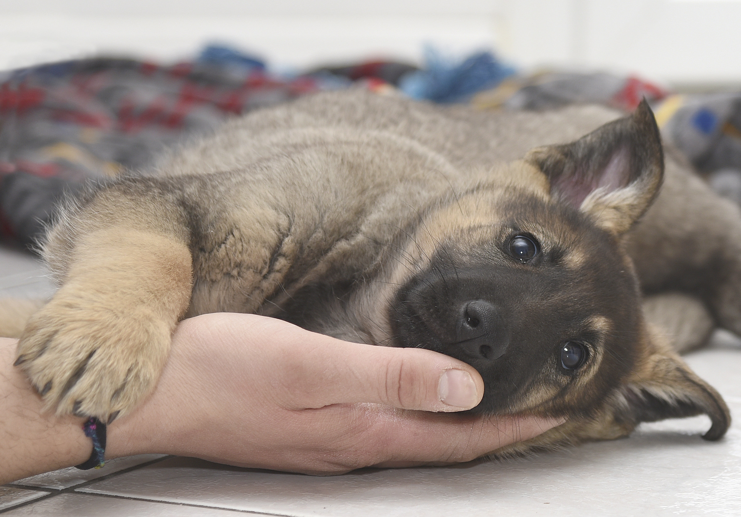 desire to cuddle !!!