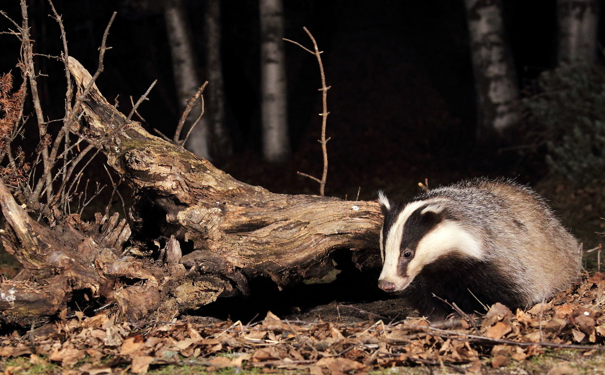 Quelli della notte: "barba" (Zio)  Tasso.