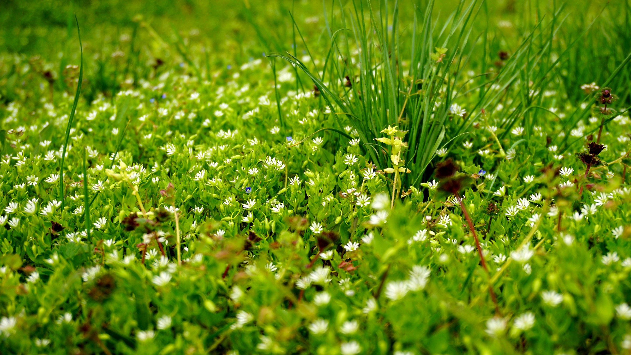 green grass of home