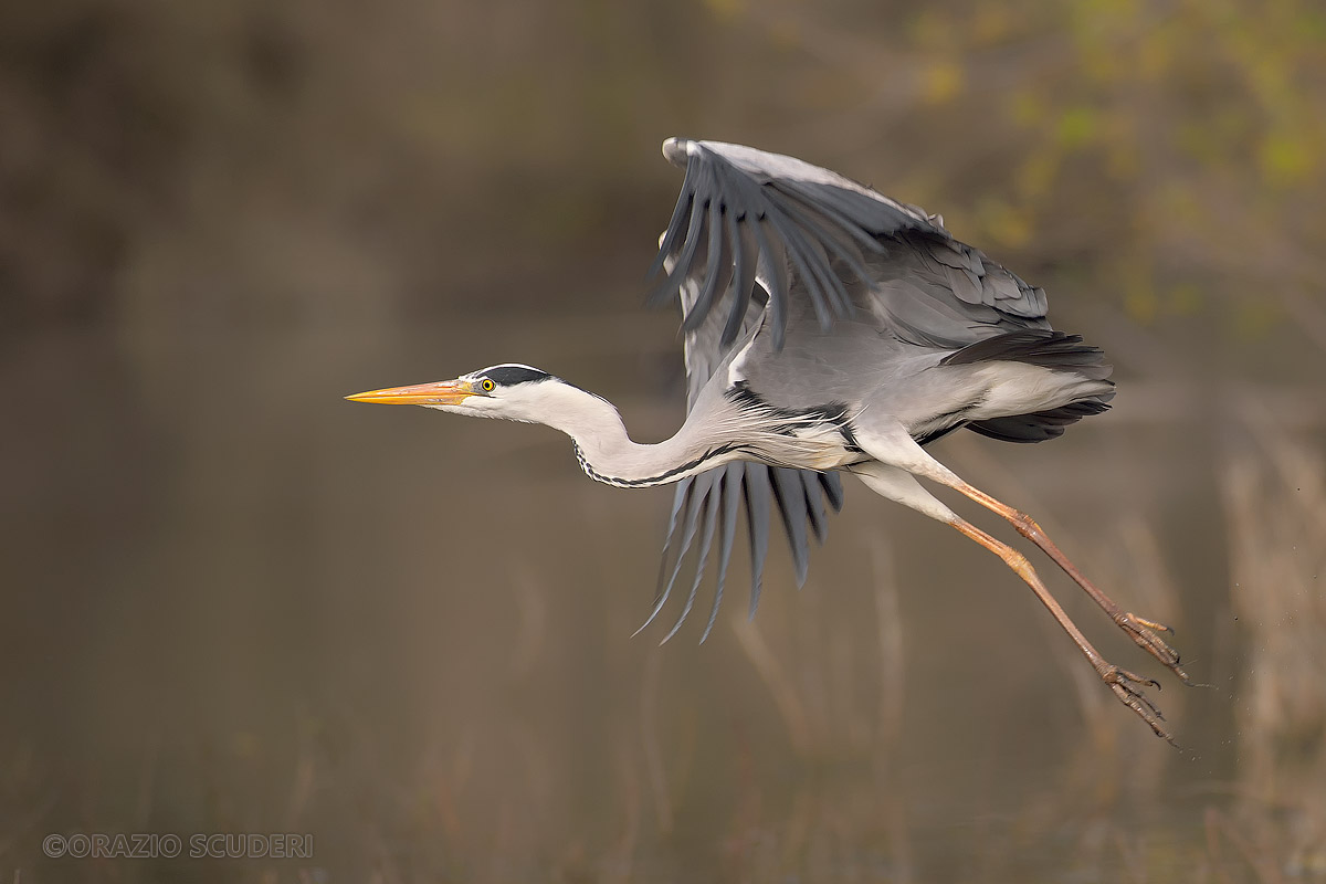 Ardea cinerea