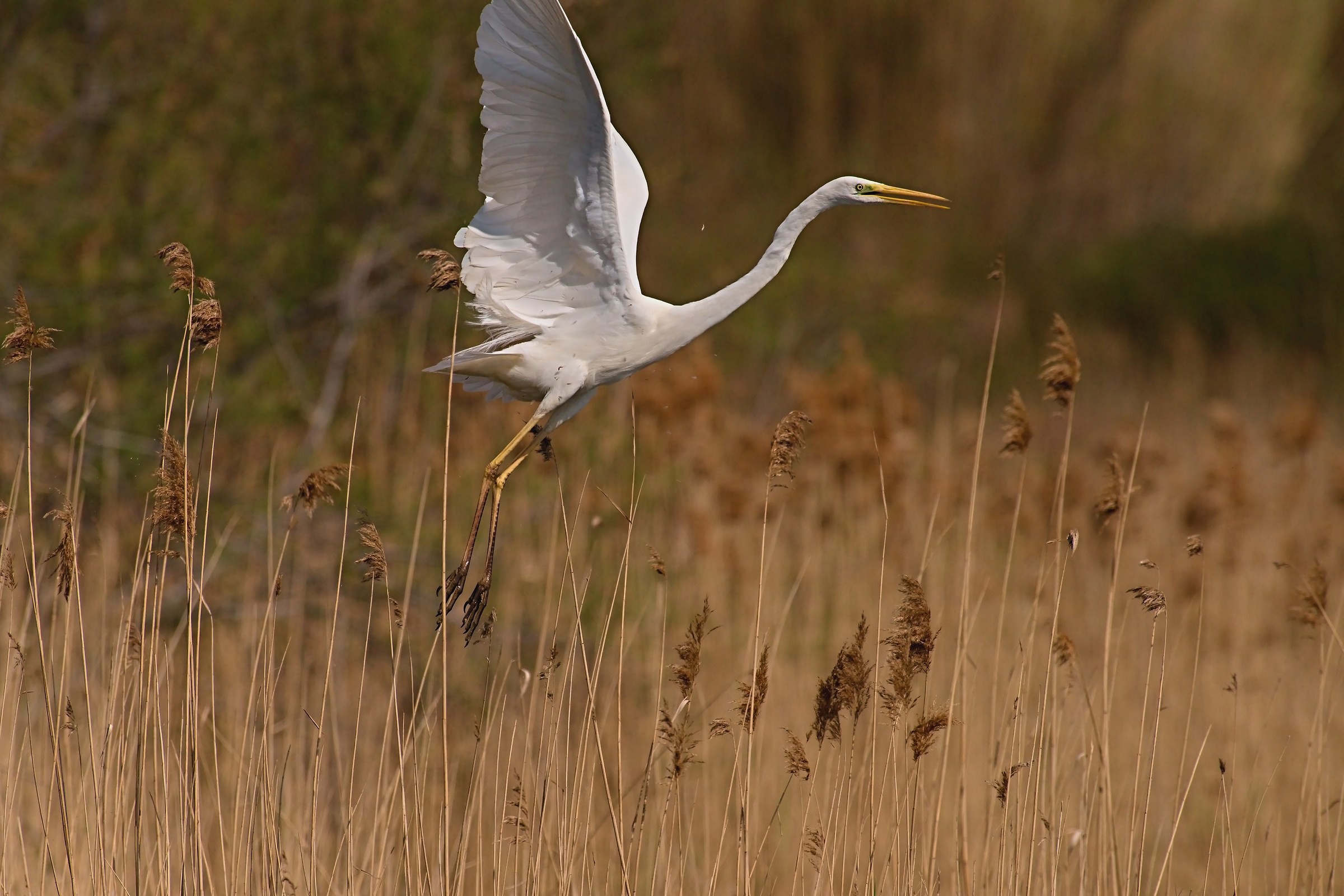 Bianco in decollo verticale
