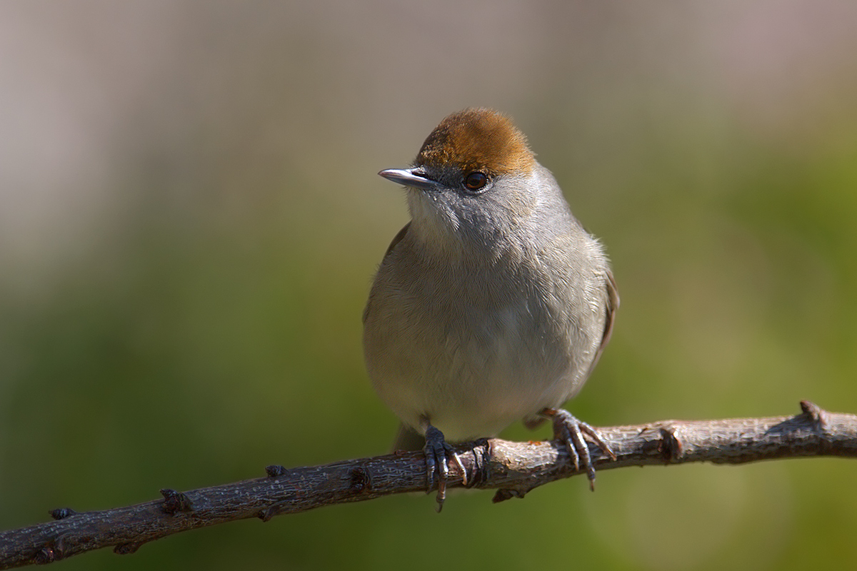 Blackcap