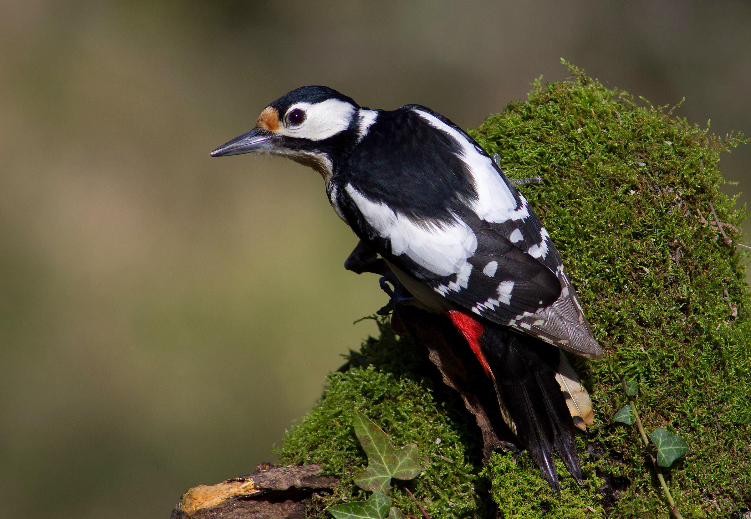 Picchio rosso maggiore