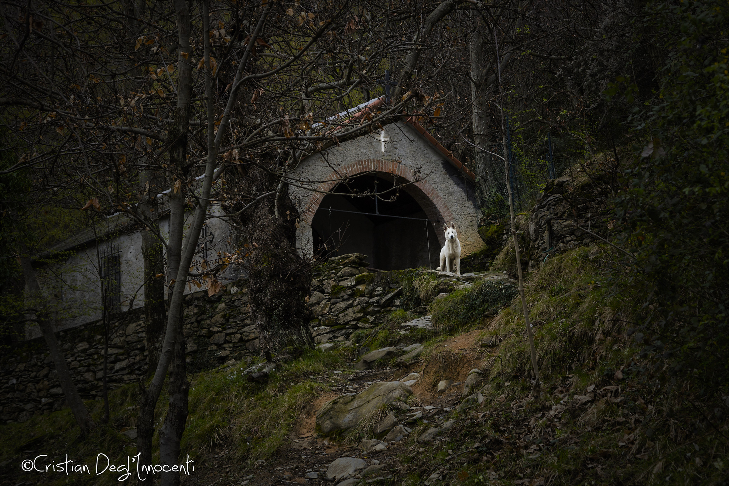Abandoned Church in the Wood & The White Wolf