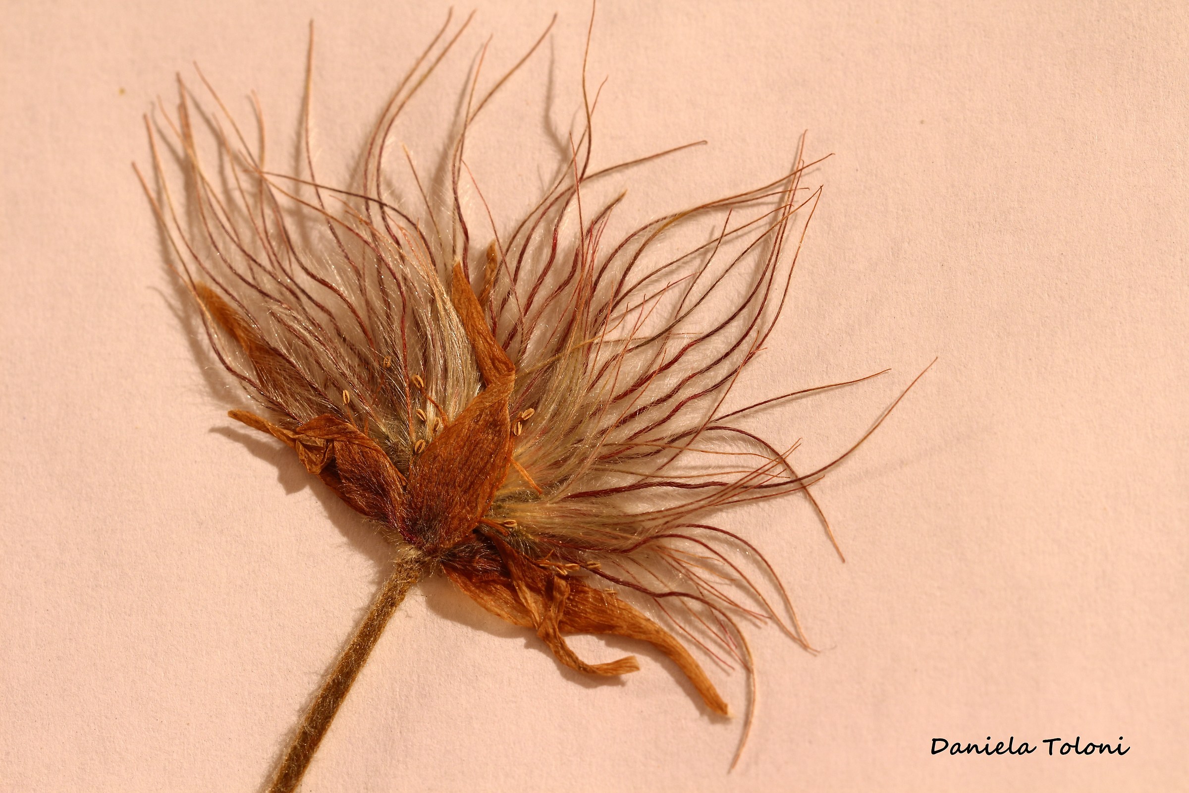 anemone herbarium
