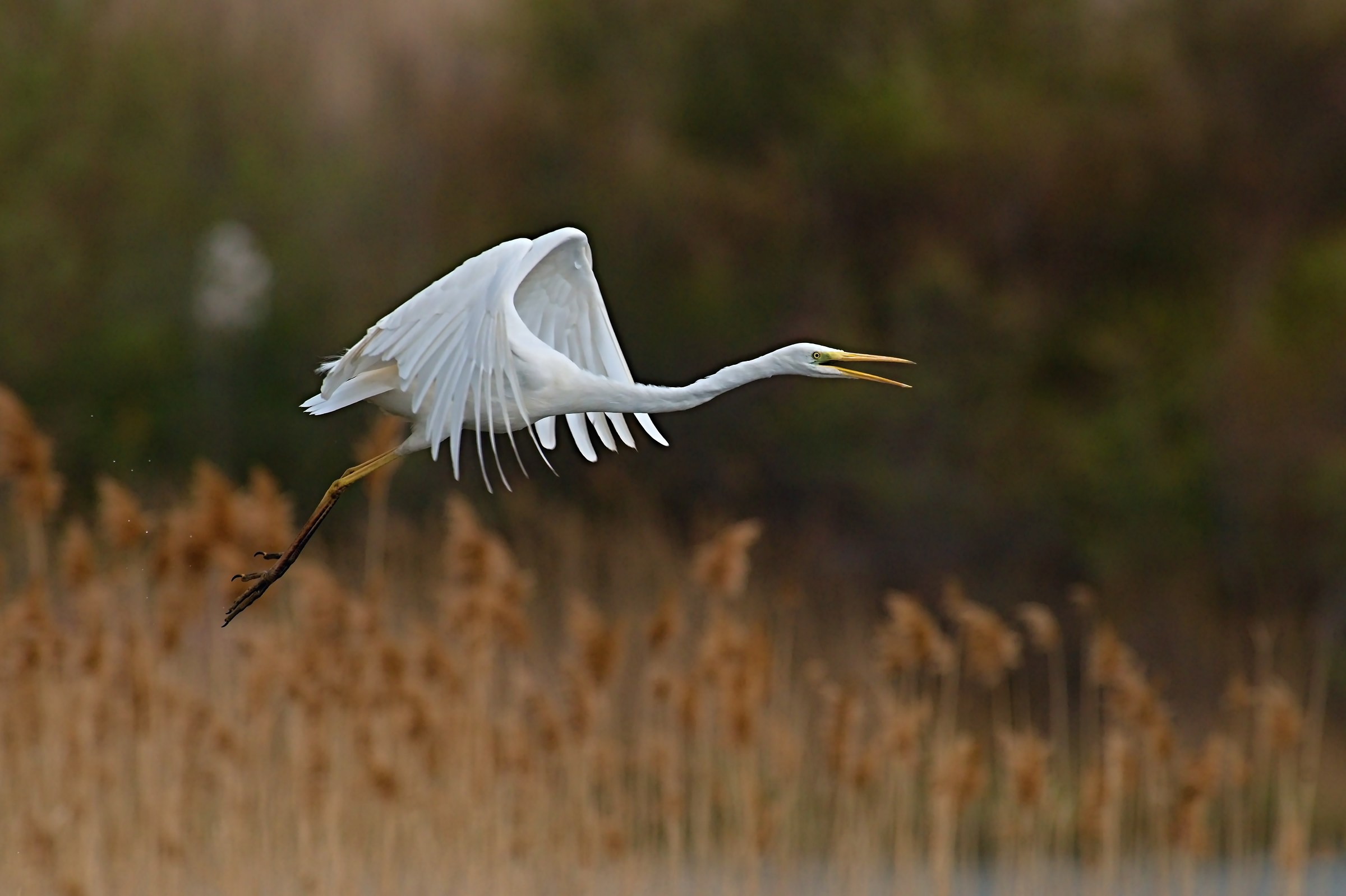 Il volo del Bianco 2