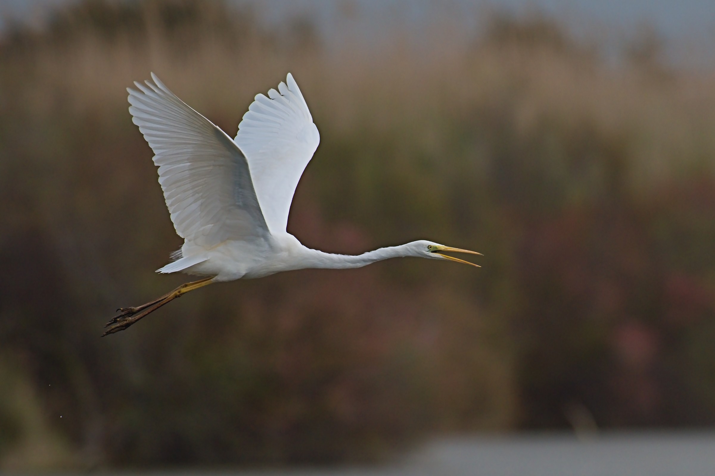 Il volo del Bianco 4