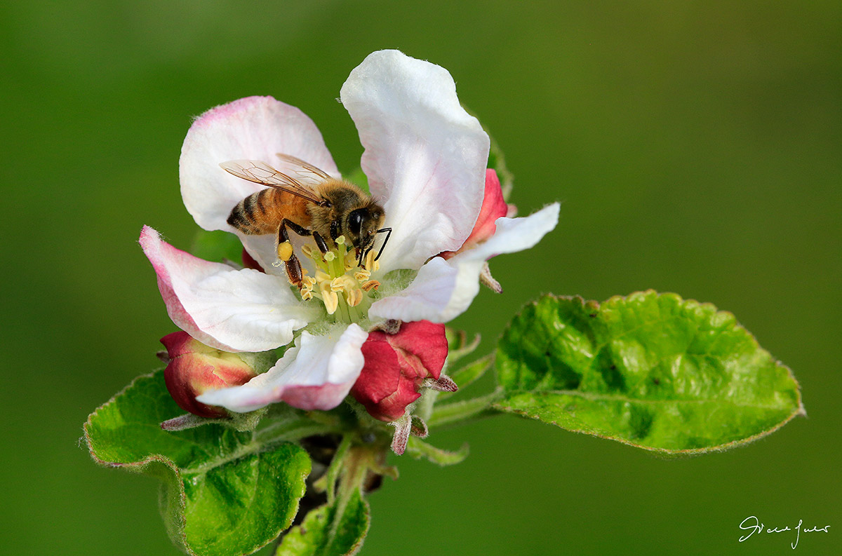 Pollinator of apple blossom