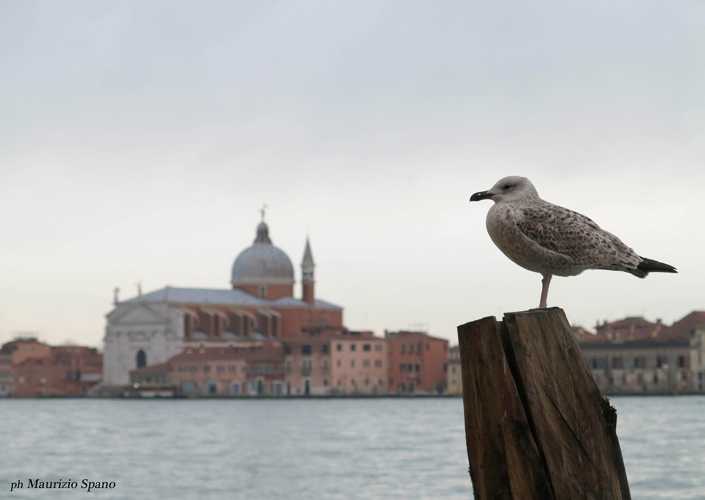Posing for souvenir photos ...