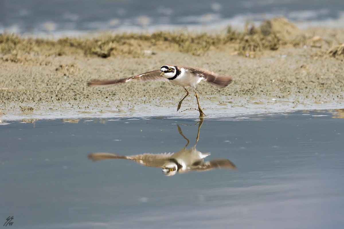 ..corriere ... steering wheel ..