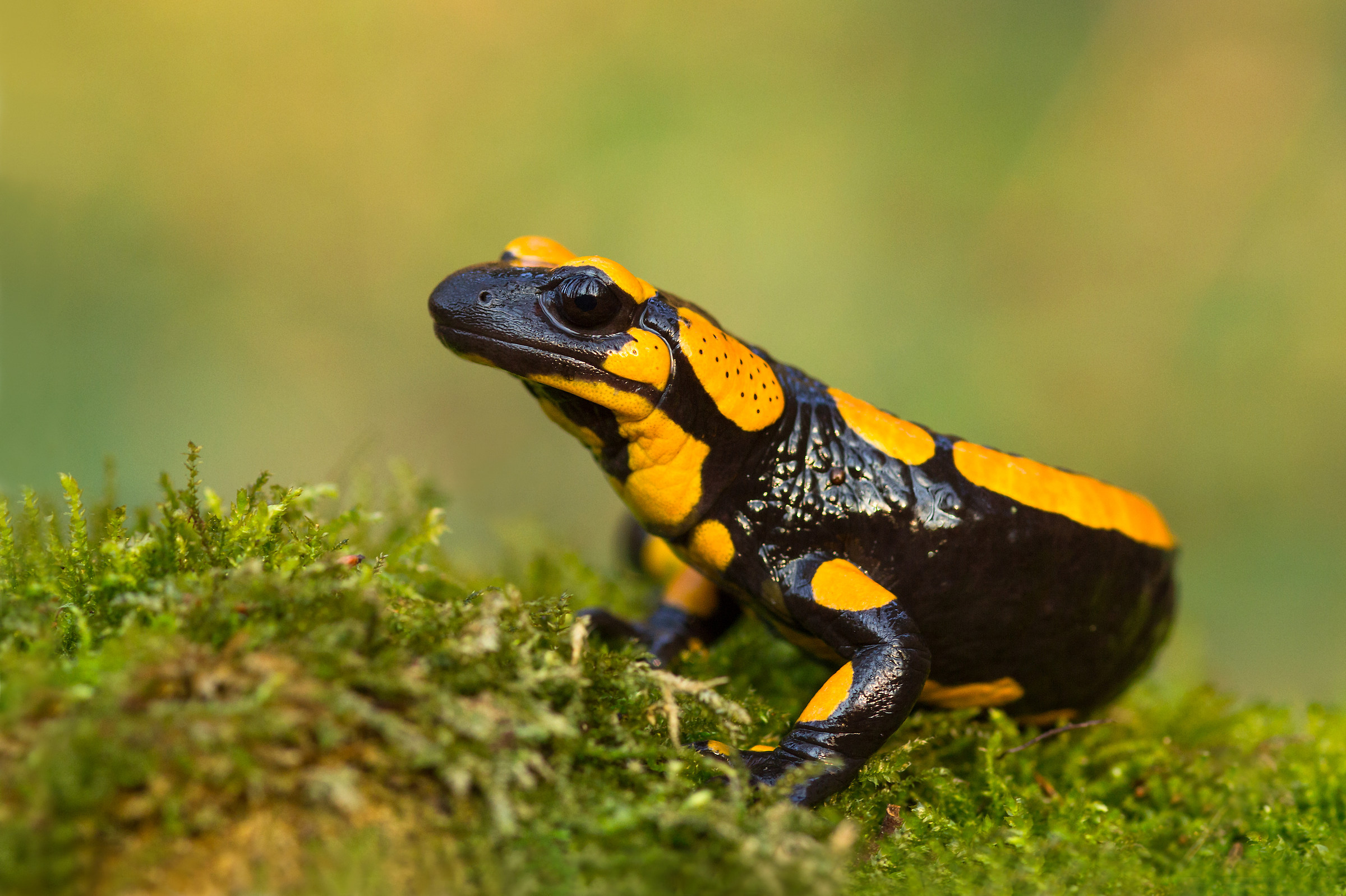 Salamandra salamandra