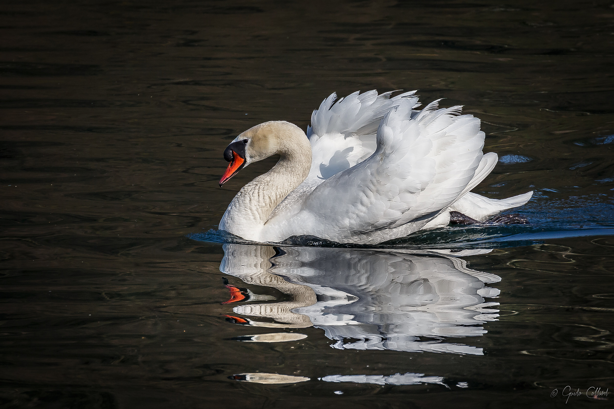 His Majesty the Swan
