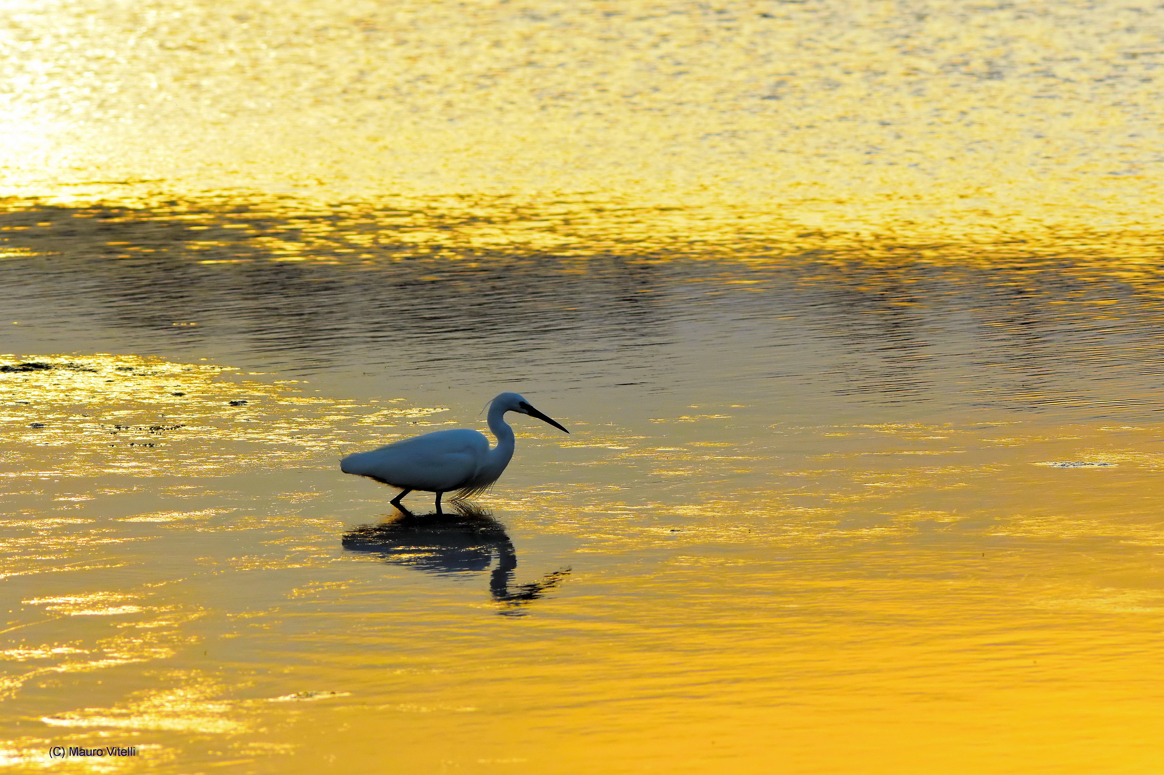 egret golden