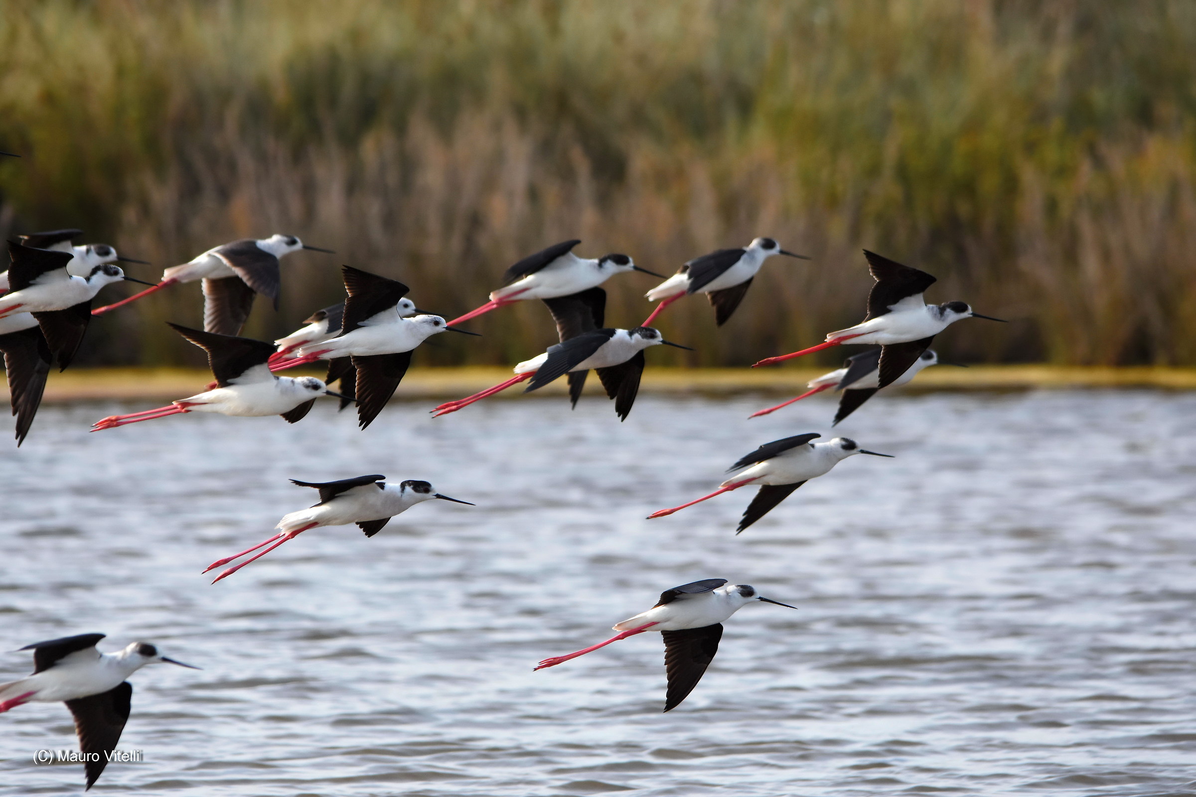 The flight of the Knights