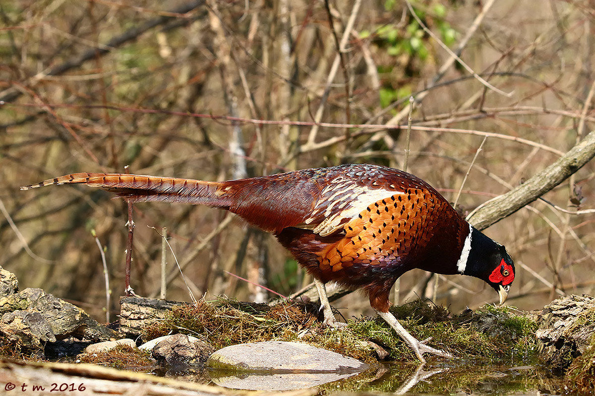 Pheasant on patrol