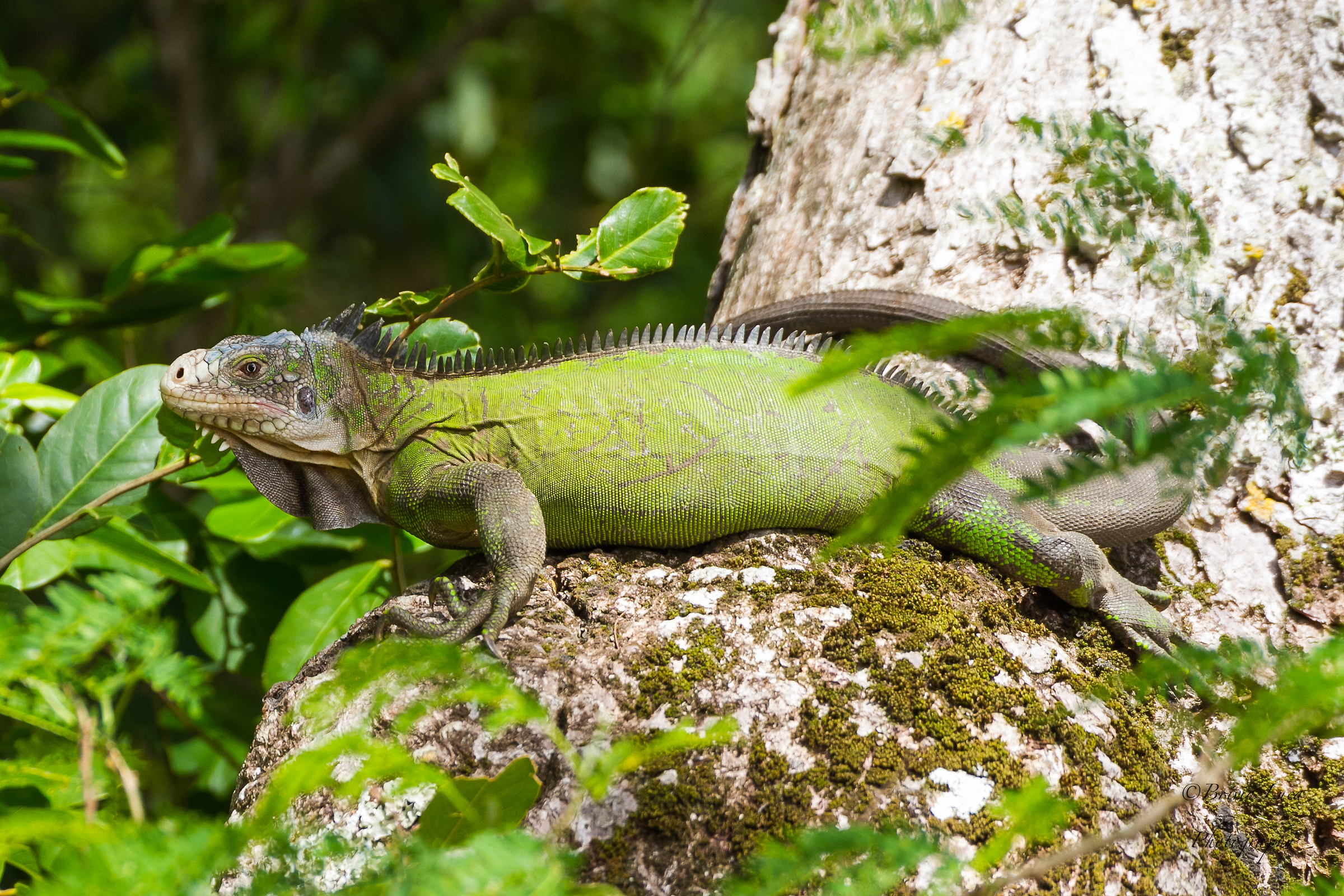 iguana