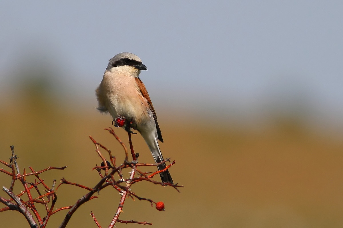Averla piccola maschio