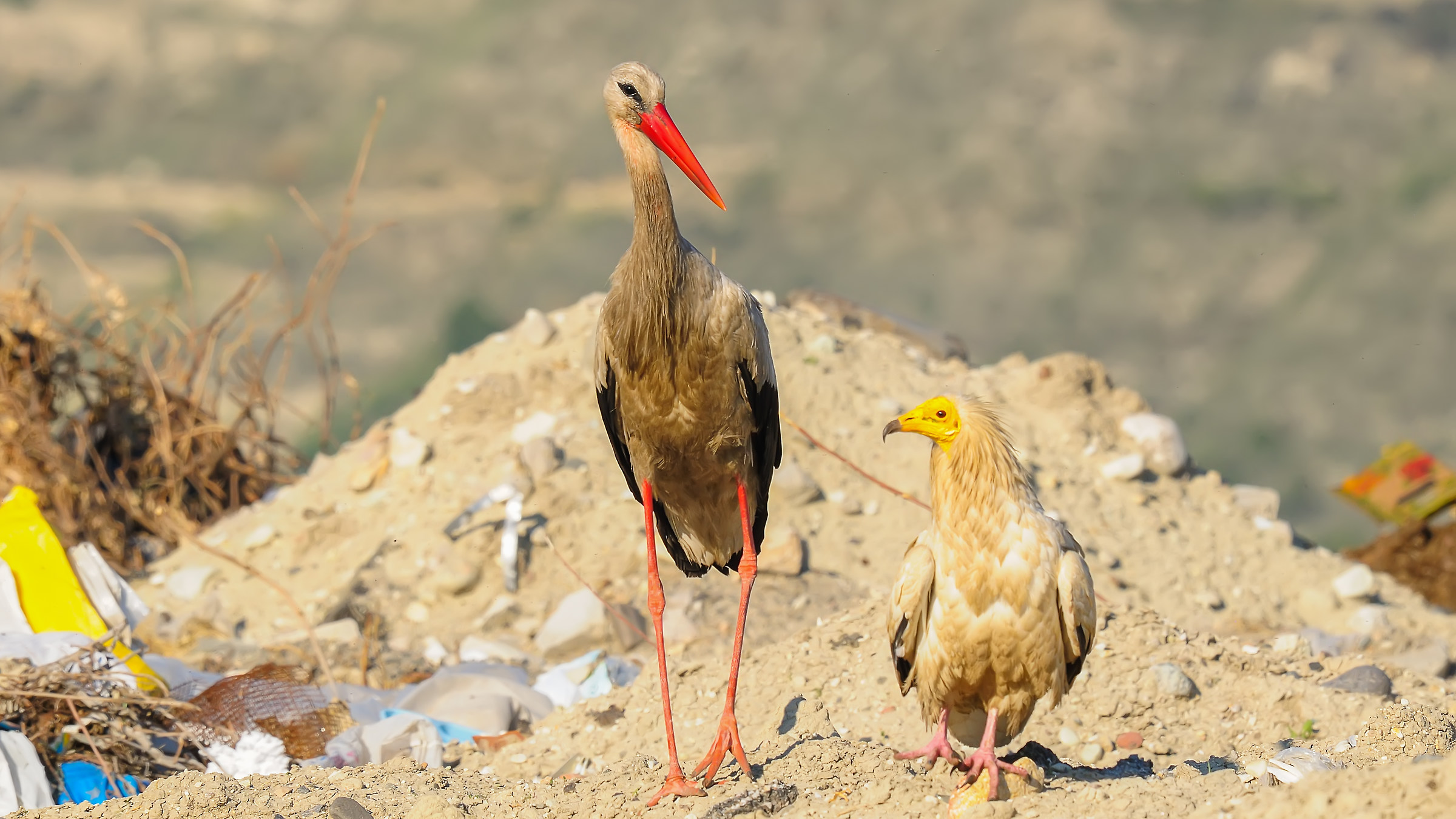 Egyptian Vulture / Neophron percnopterus