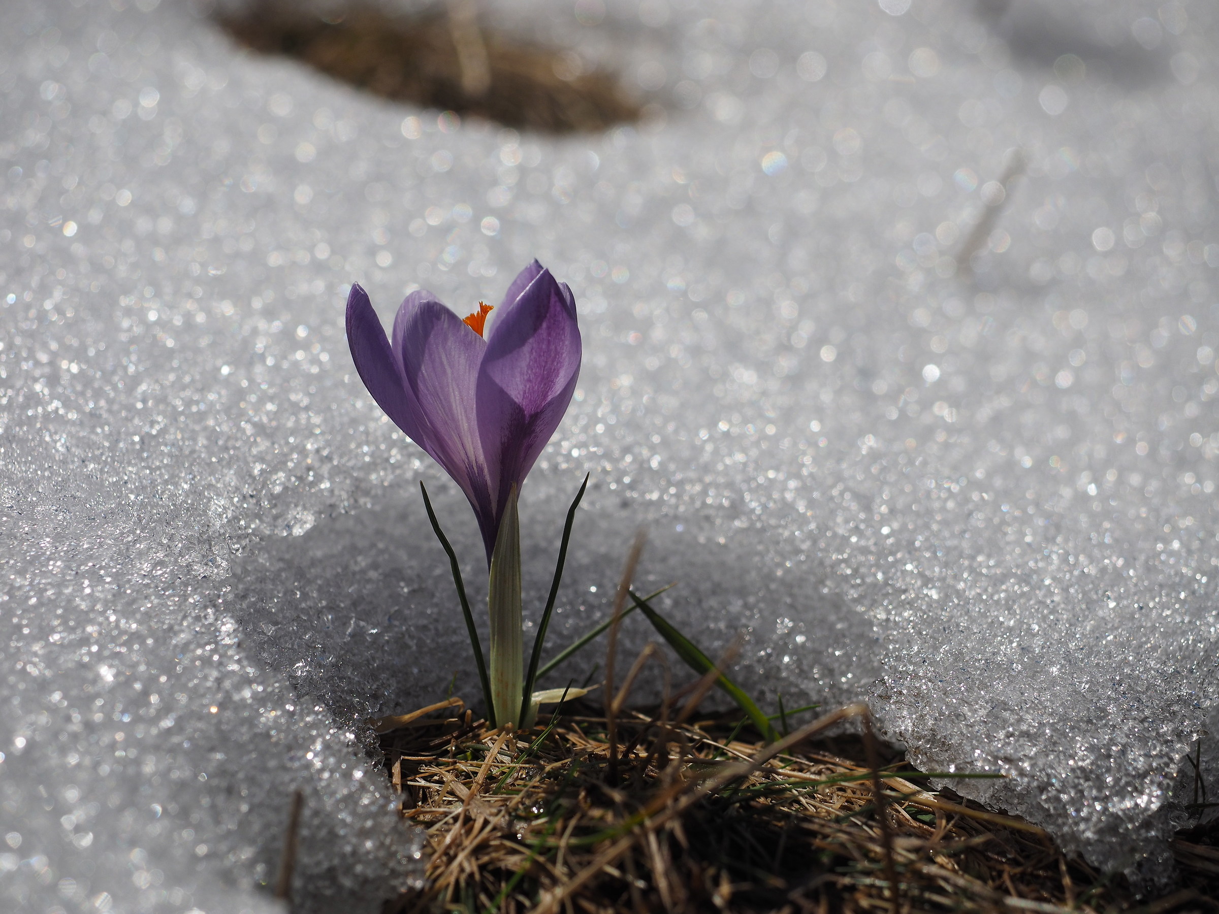 la forza della natura