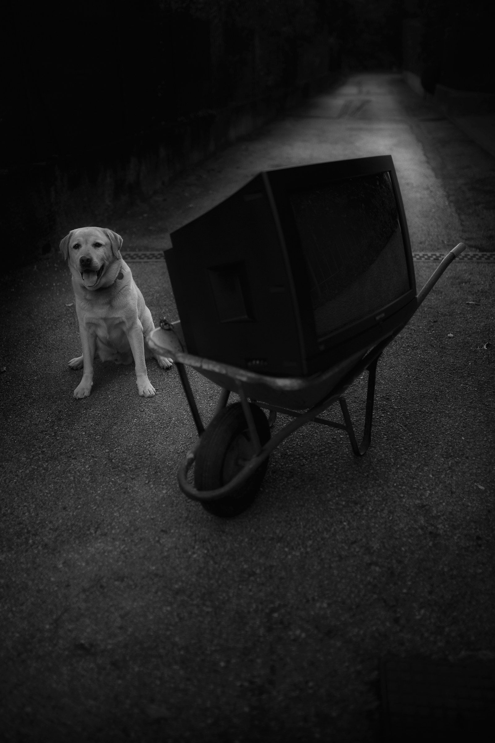 Transportation canvases with dog actor