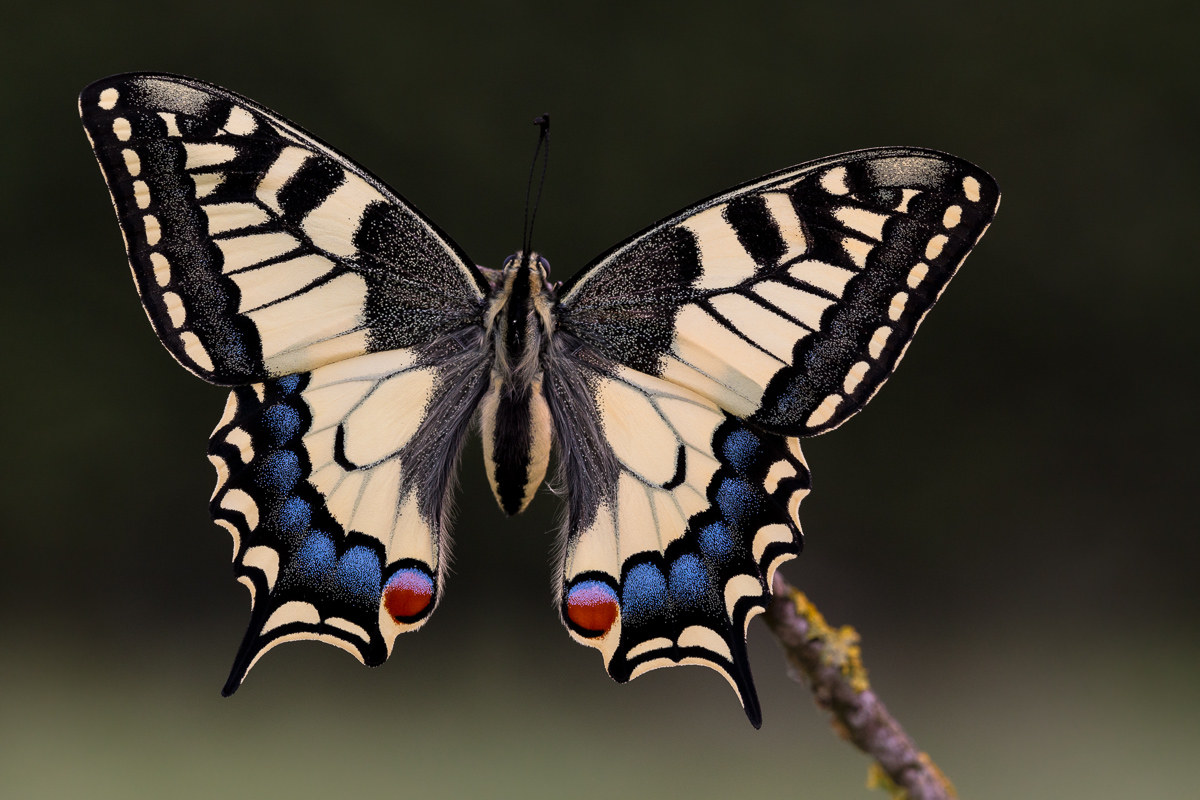 Sua Maestà, il Macaone (Papilio machaon)...