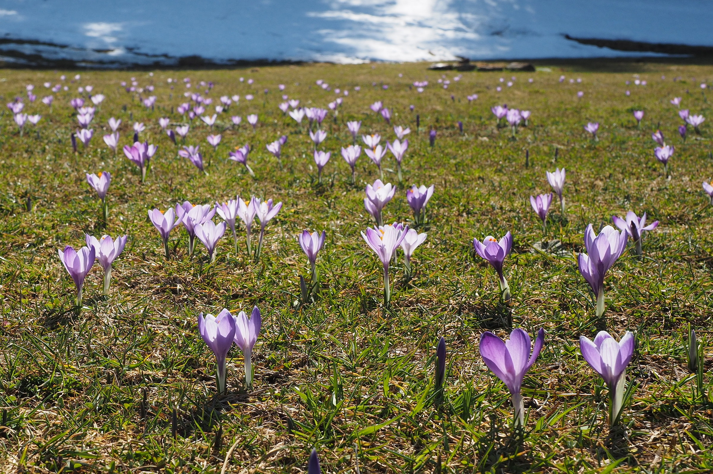 fioritura a Pratizzano