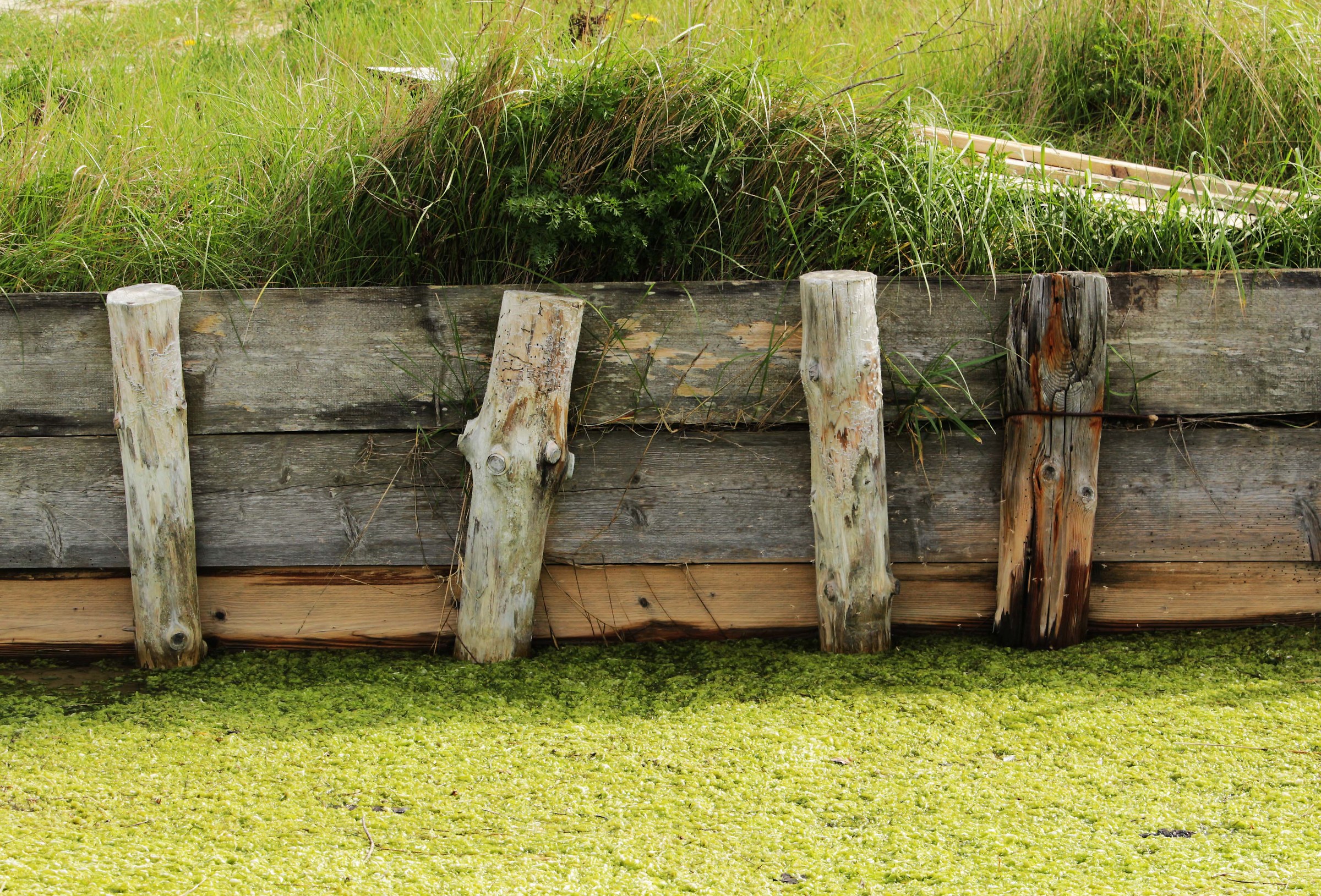 Bulkhead with vegetation