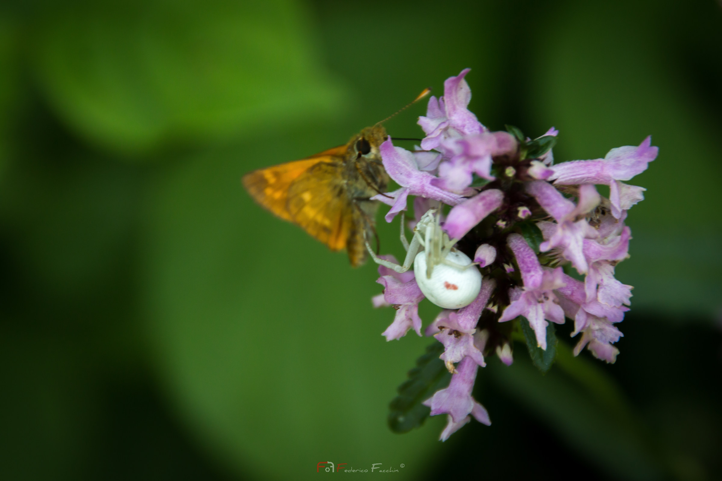 Spider and butterfly