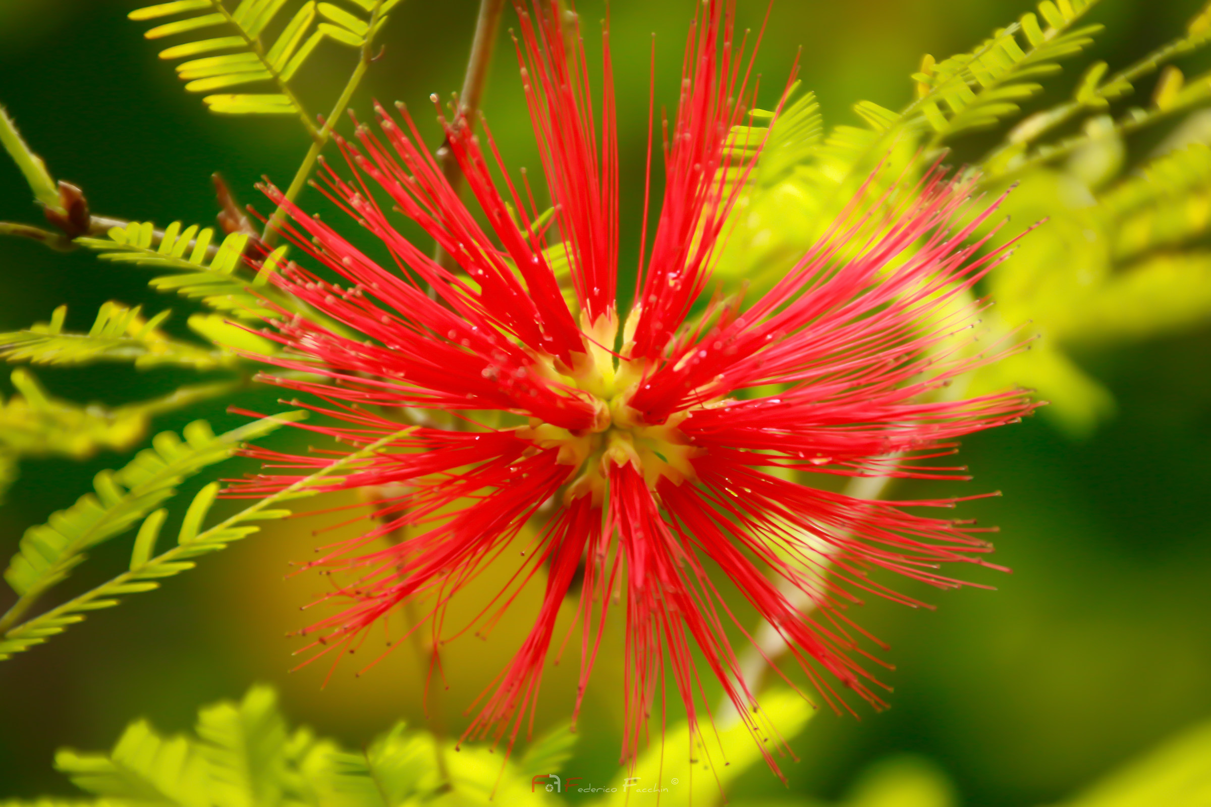 Fireworks Flower