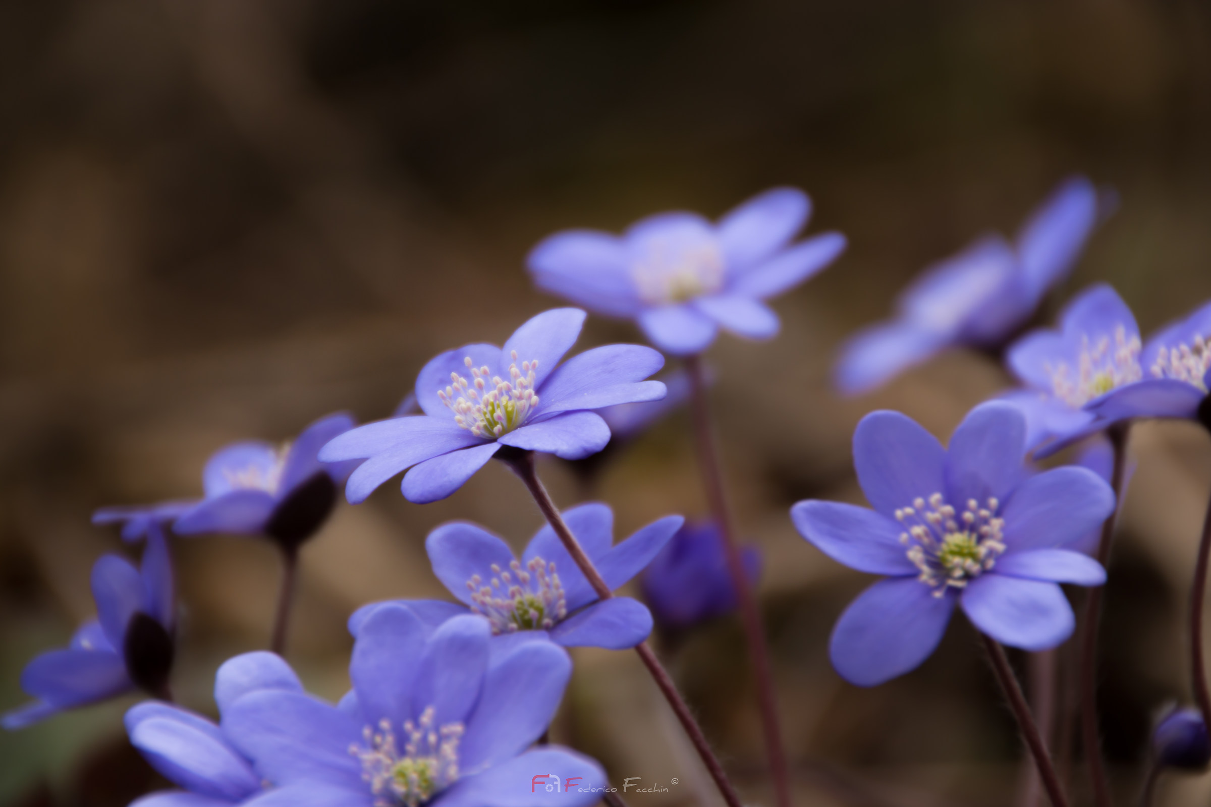 hepatica nobilis