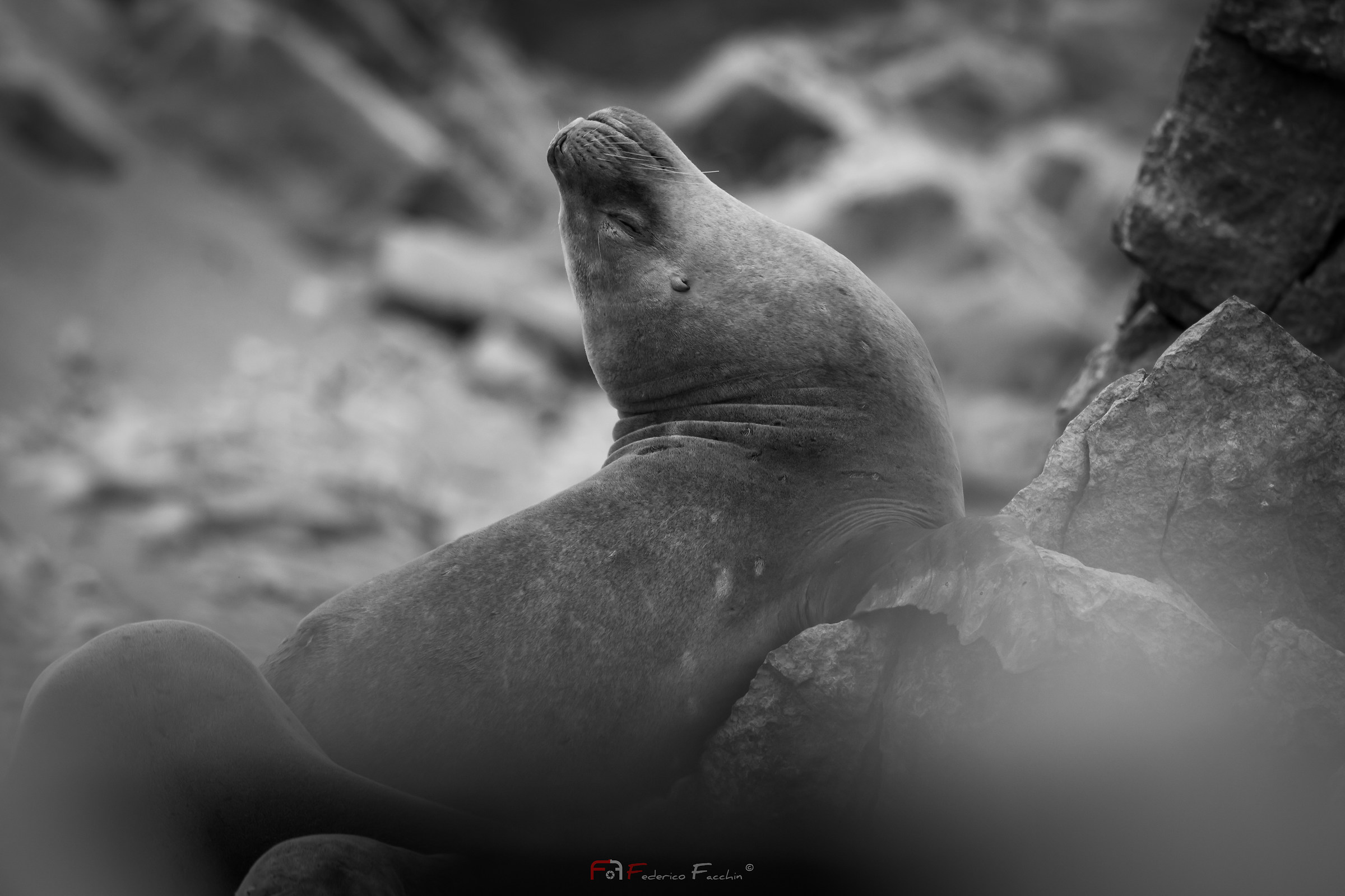 Sea Lion South America